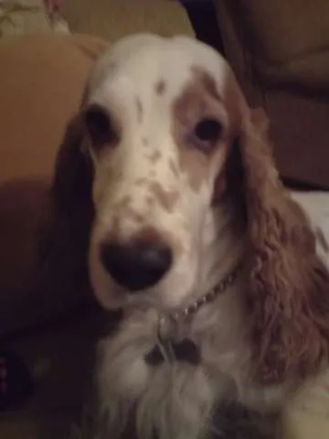 Cachorro ra a Cocker idade 5 anos nome Bethovem