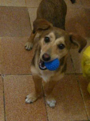 Cachorro ra a SRD idade 7 a 11 meses nome Ana Nina