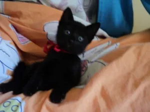Gato raça SRD idade 2 a 6 meses nome Preta Gil