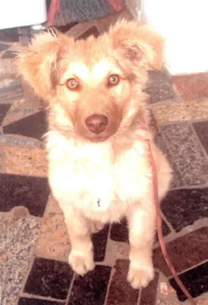 Cachorro raça SRD idade 7 a 11 meses nome Mel