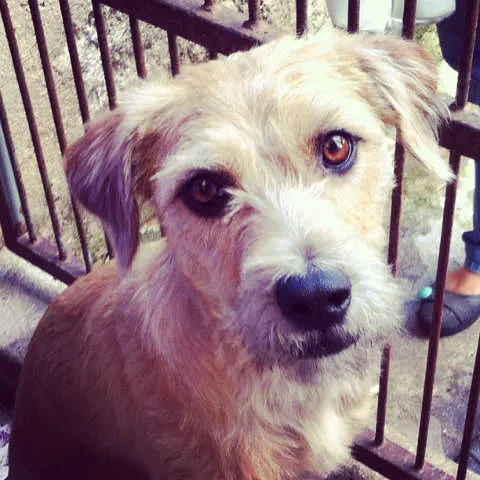 Cachorro ra a SRD idade 1 ano nome Amora