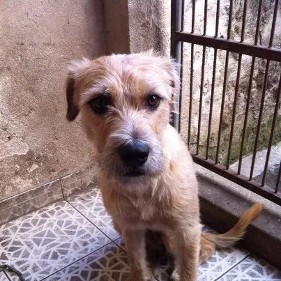 Cachorro ra a SRD idade 1 ano nome Amora
