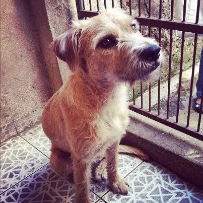 Cachorro ra a SRD idade 1 ano nome Amora