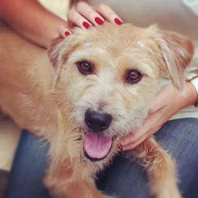 Cachorro ra a SRD idade 1 ano nome Amora