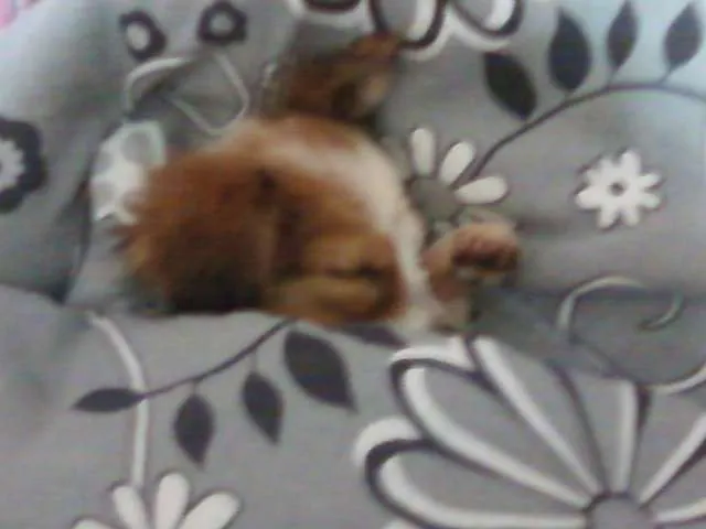 Cachorro ra a vira lata idade 7 a 11 meses nome Skol