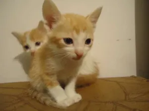 Gato raça Indefinida idade Abaixo de 2 meses nome George e Fred