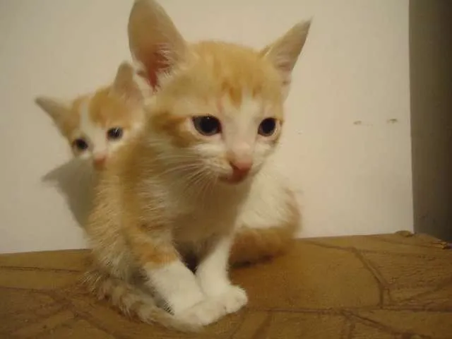 Gato ra a Indefinida idade Abaixo de 2 meses nome George e Fred