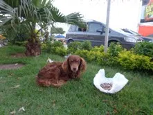 Cachorro raça SRD idade 1 ano nome Marrom