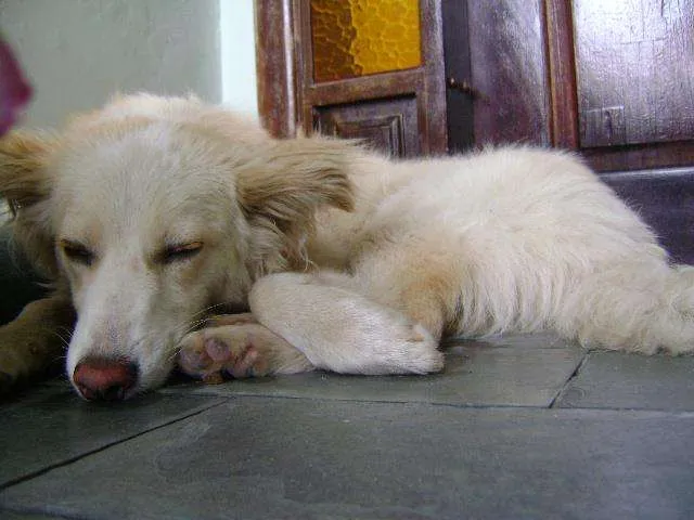 Cachorro ra a SRD idade 1 ano nome Branca