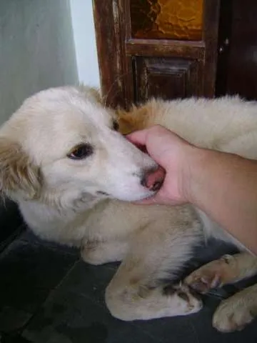 Cachorro ra a SRD idade 1 ano nome Branca