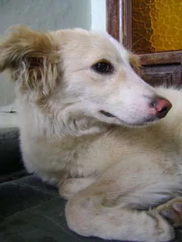 Cachorro ra a SRD idade 1 ano nome Branca