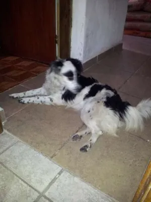Cachorro raça SRD idade 1 ano nome NINA GRATIFICA