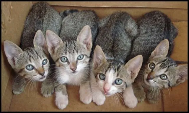 Gato ra a SRD idade 2 a 6 meses nome 4 Gatinhos