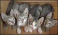 4 Gatinhos