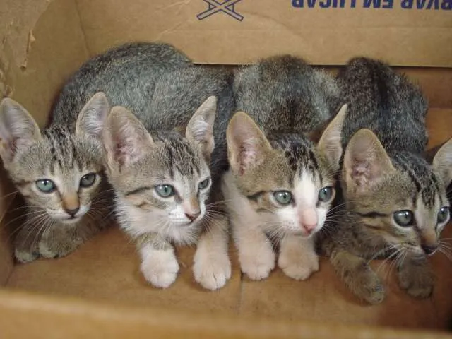 Gato ra a SRD idade 2 a 6 meses nome 4 Gatinhos