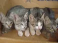 4 Gatinhos