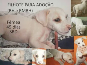 Cachorro raça SRD idade Abaixo de 2 meses nome Branquinha