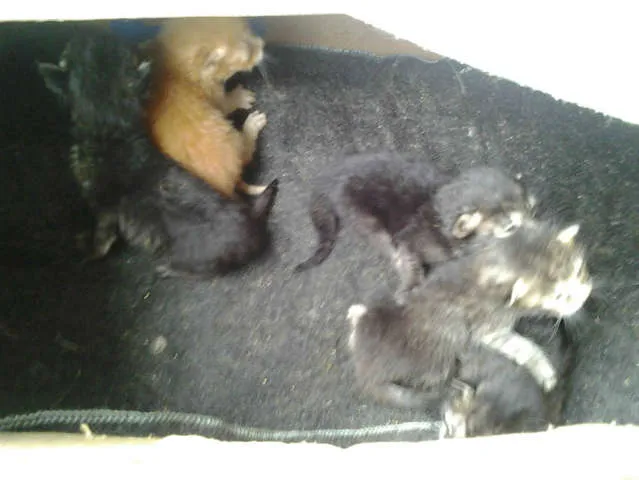 Gato ra a sem raça definida idade Abaixo de 2 meses nome Gatos diversos filh