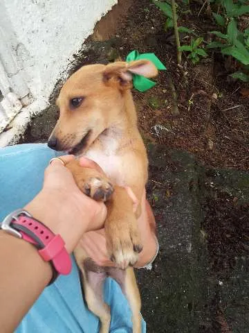 Cachorro ra a SRD idade 2 a 6 meses nome Filó