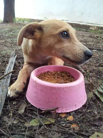 Cachorro ra a SRD idade 2 a 6 meses nome Filó