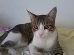 Gato ra a SRD idade 1 ano nome NINO