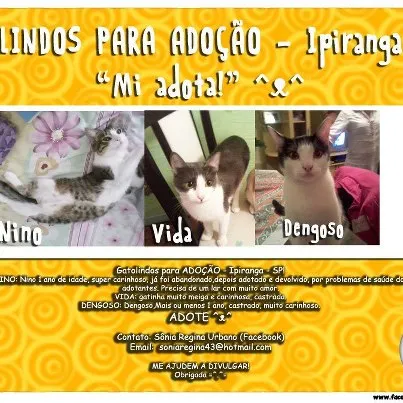 Gato ra a SRD idade 1 ano nome DENGOSO