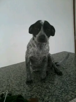 Cachorro raça SRD idade 7 a 11 meses nome Cindy