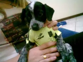 Cachorro raça SRD idade 7 a 11 meses nome Cindy