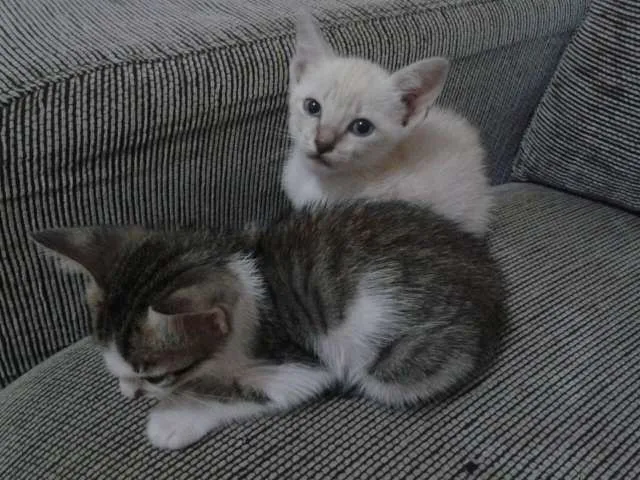 Gato raça SRD idade Abaixo de 2 meses nome Sem nome