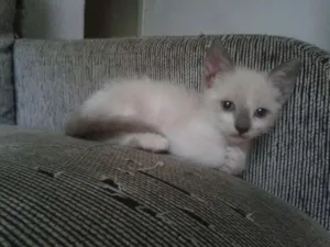 Gato raça SRD idade Abaixo de 2 meses nome Sem nome