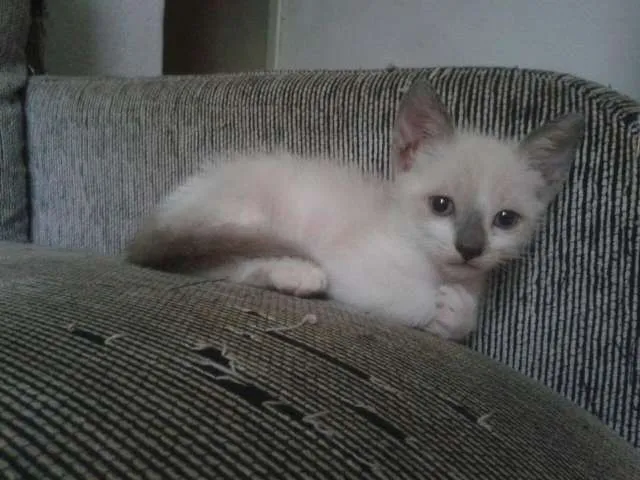 Gato raça SRD idade Abaixo de 2 meses nome Sem nome