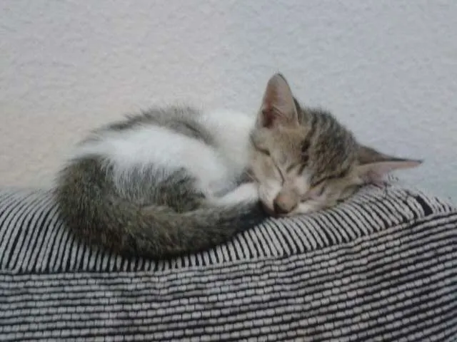 Gato raça SRD idade Abaixo de 2 meses nome Sem nome