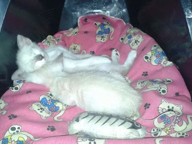 Gato raça SRD idade Abaixo de 2 meses nome Sem nome