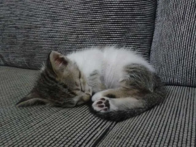Gato raça SRD idade Abaixo de 2 meses nome Sem nome