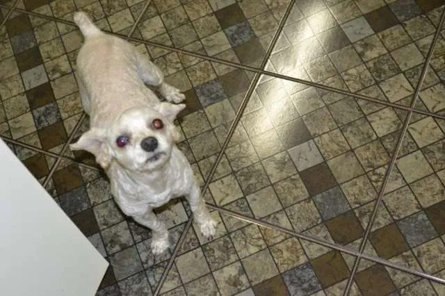 Cachorro ra a POODLE MICRO TOY idade 6 ou mais anos nome DUDU GRATIFICA