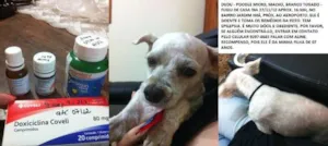 Cachorro raça POODLE MICRO TOY idade 6 ou mais anos nome DUDU GRATIFICA