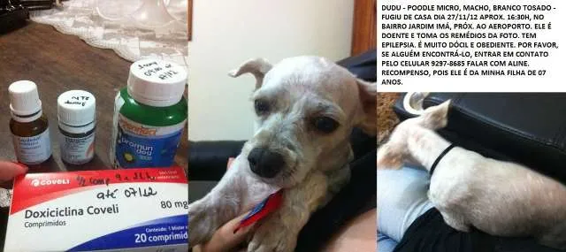 Cachorro ra a POODLE MICRO TOY idade 6 ou mais anos nome DUDU GRATIFICA
