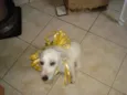 Branquinho