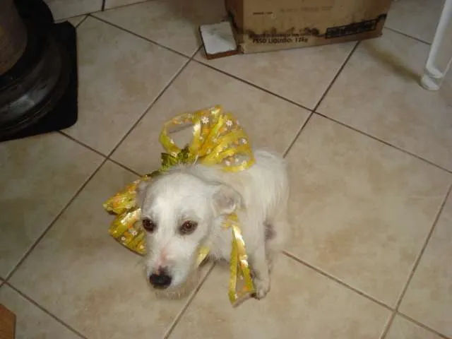 Cachorro ra a SRD idade 4 anos nome Branquinho