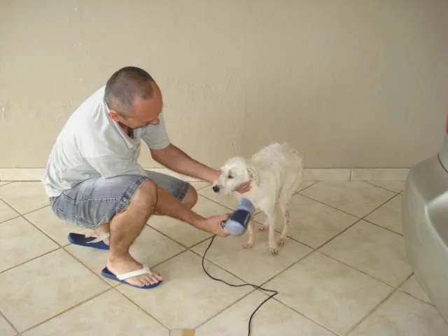Cachorro ra a SRD idade 4 anos nome Branquinho