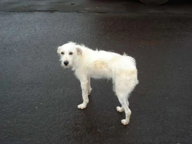 Cachorro ra a SRD idade 4 anos nome Branquinho