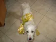 Branquinho