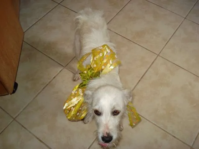 Cachorro ra a SRD idade 4 anos nome Branquinho
