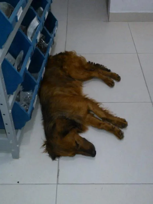 Cachorro ra a SRD idade 1 ano nome não tem