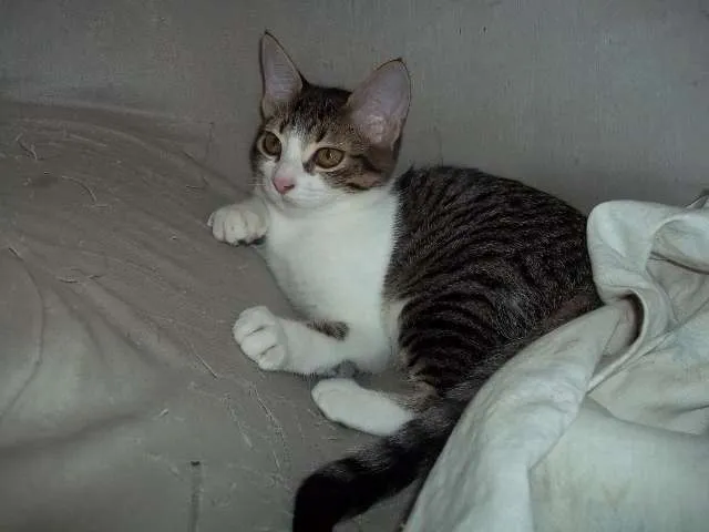 Gato ra a comum idade 2 a 6 meses nome Miúda