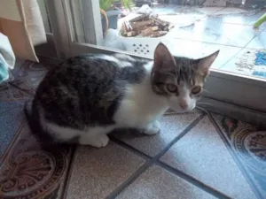 Gato raça comum idade 2 a 6 meses nome Miúda