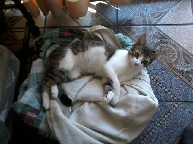 Gato ra a comum idade 2 a 6 meses nome Miúda