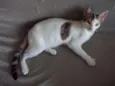 Egô