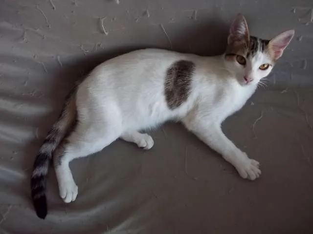 Gato ra a comum idade 2 a 6 meses nome Egô