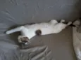 Egô